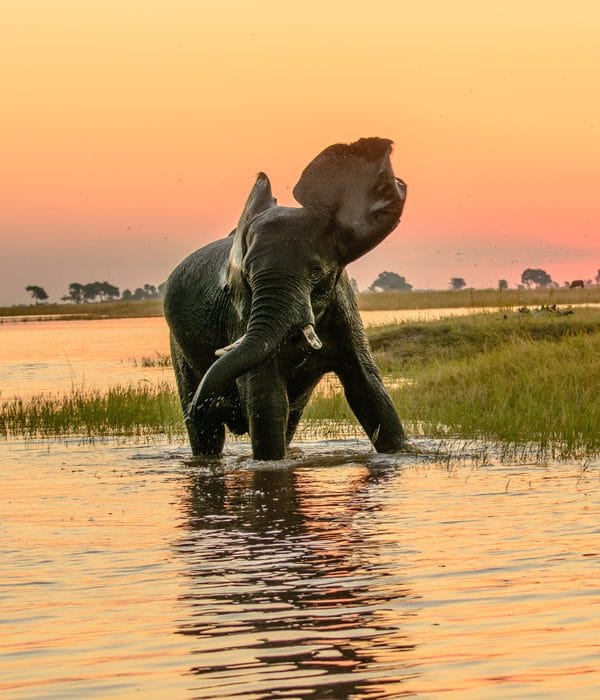 Parque Nacional Chobe 1