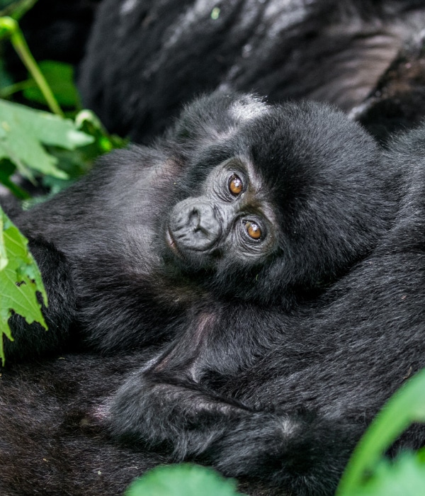 Bwindi Floresta Impenetrável 2