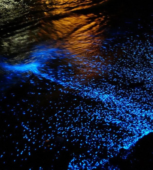 Nadar na Bioluminescência em Kilifi 13