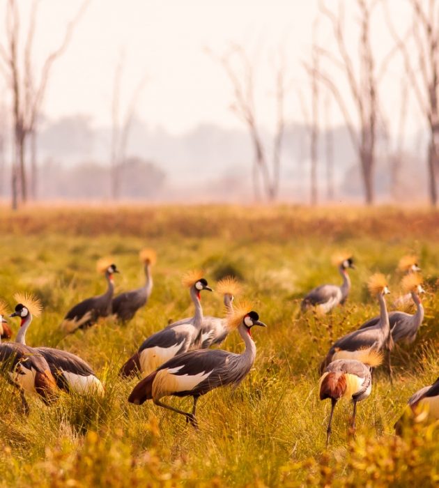 Um safari de observação de aves no Zimbabué 15