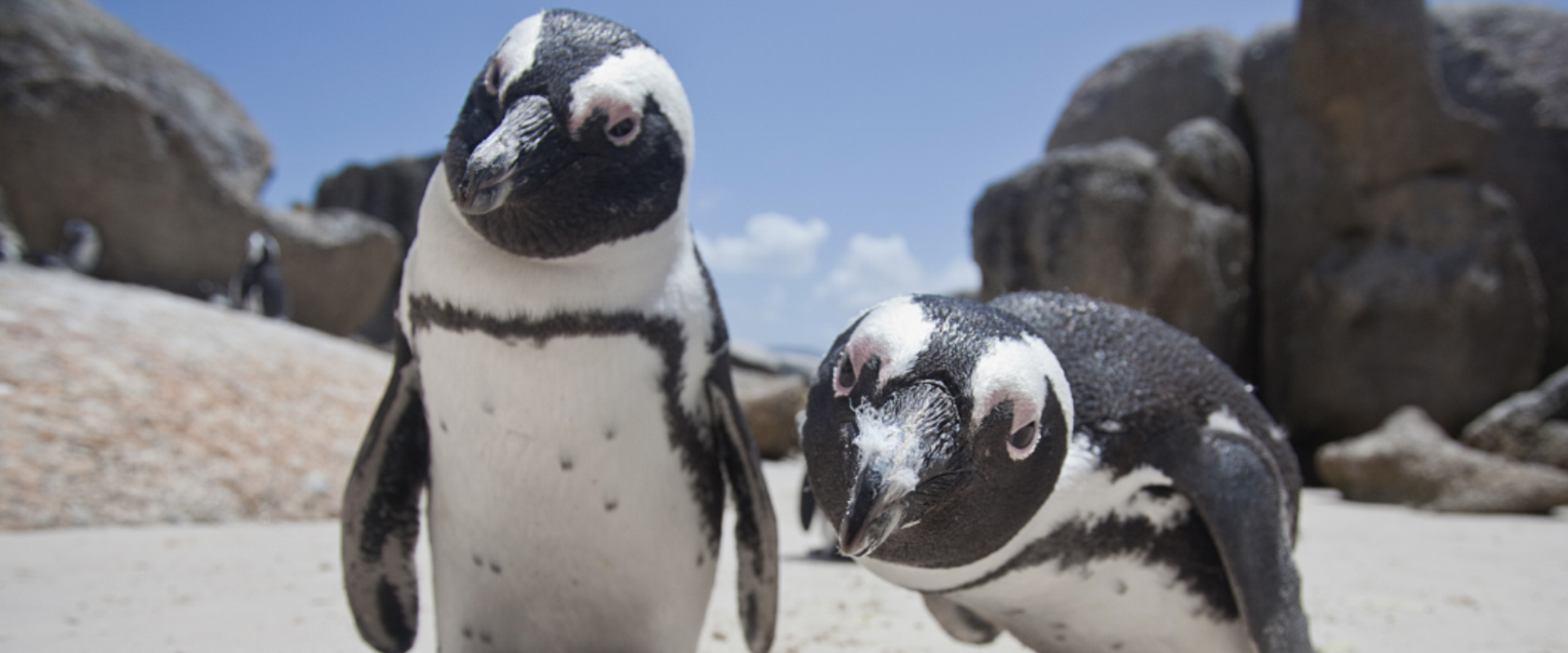 Visite os Pinguins em Boulders Beach