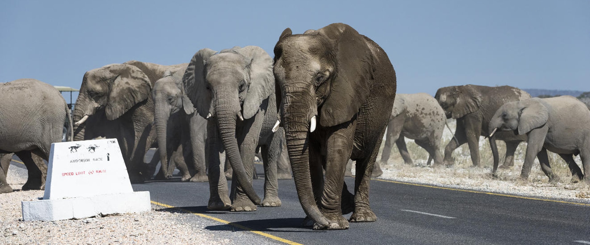 Dirija pelo Parque Nacional Etosha