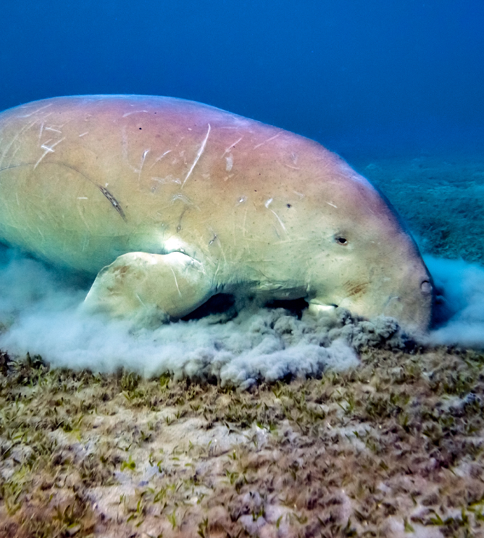 Dugong 4