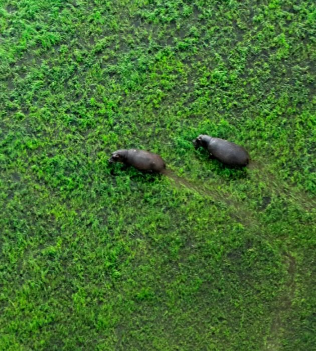 Safari Voador Okavango 10