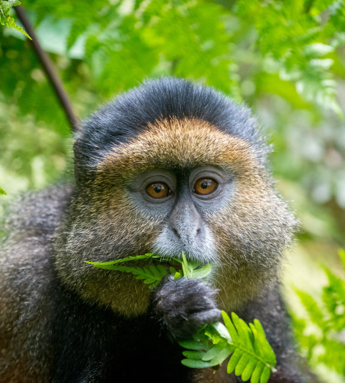 Trekking Macaco Dourado 3