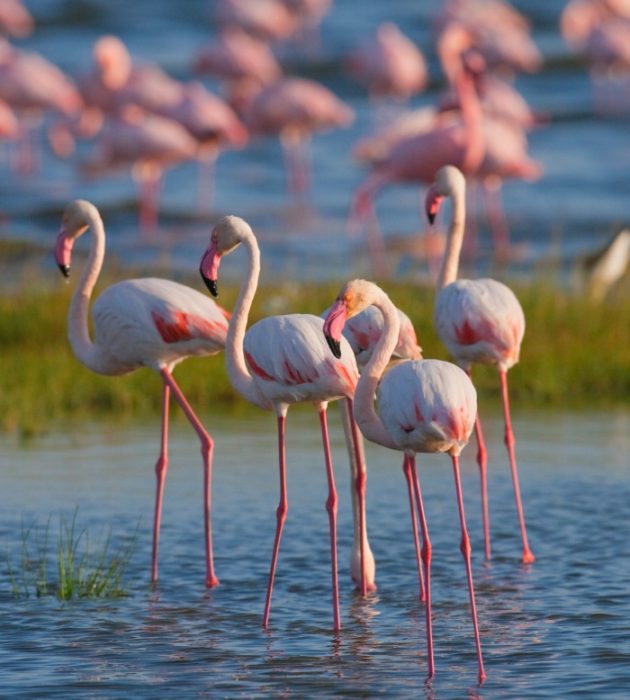 Flamingos rosa no Lago Nakuru 11