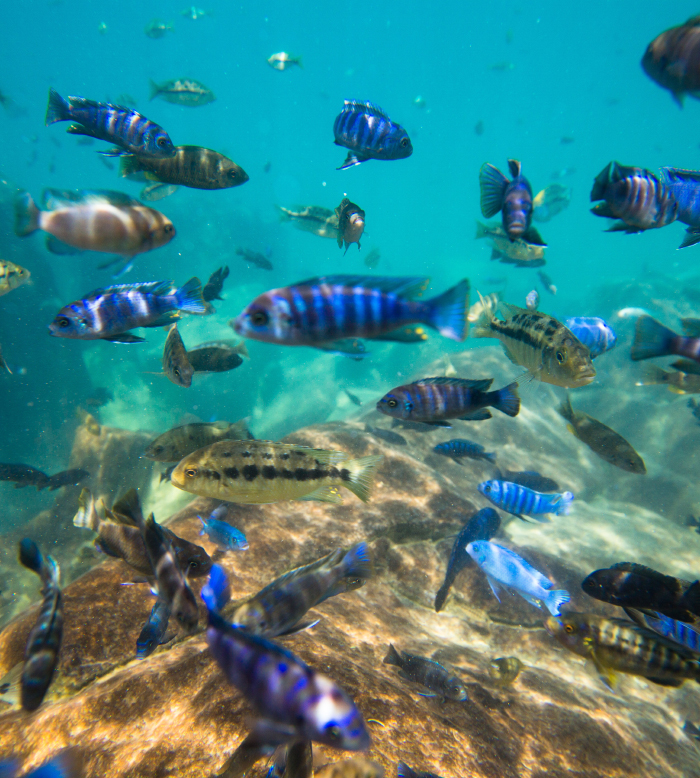 Snorkel água fresca cristalina 2