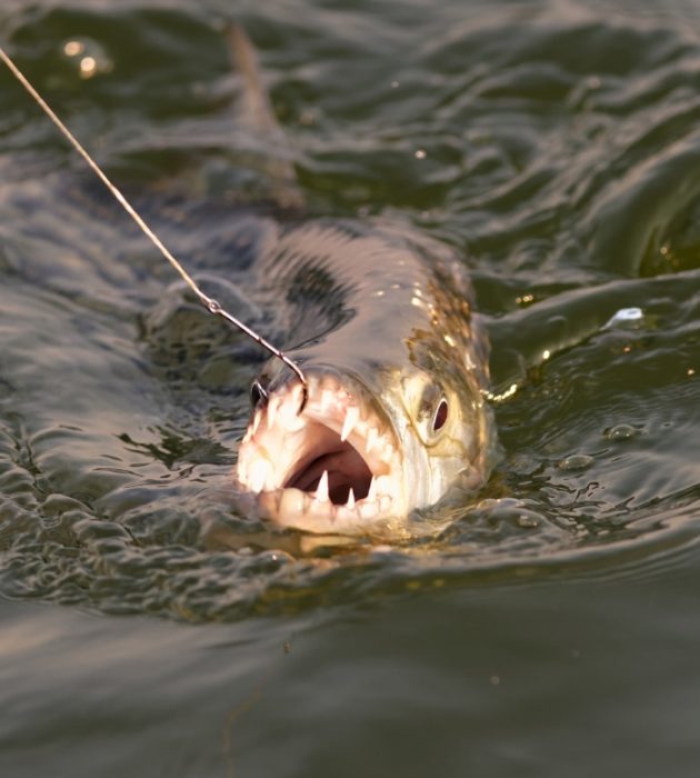 Pesca Tigre Zambezi 7