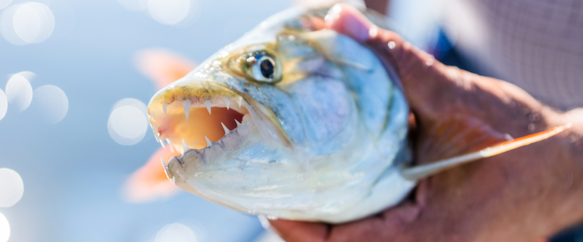 Pegar e soltar Peixe Tigre no Zambeze