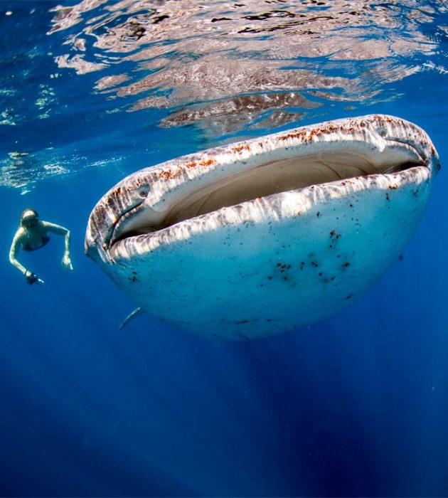 Tubarão baleia Mergulho fora da Ilha da Máfia 8