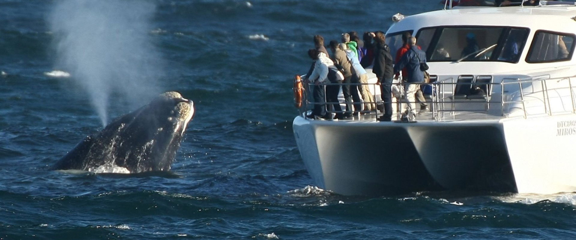 Vá observar baleias e golfinhos