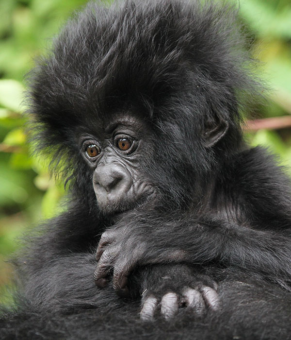 Pelúcia Macaco George da Discovery