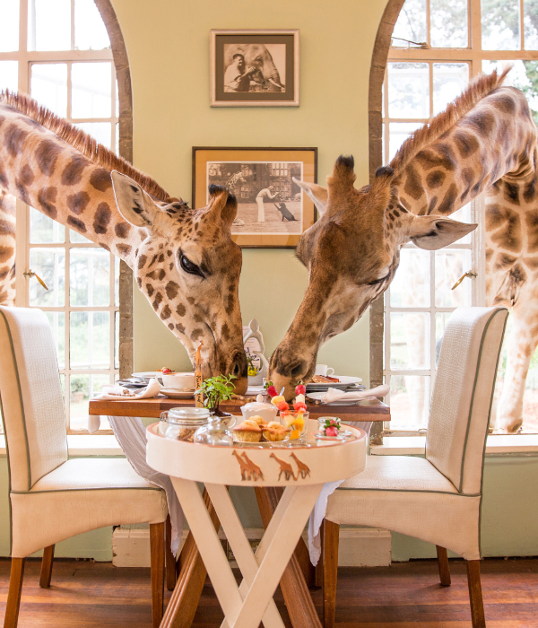 Giraffe Manor 7