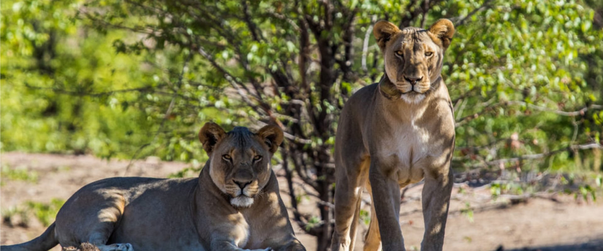 Visite a Fundação Africat