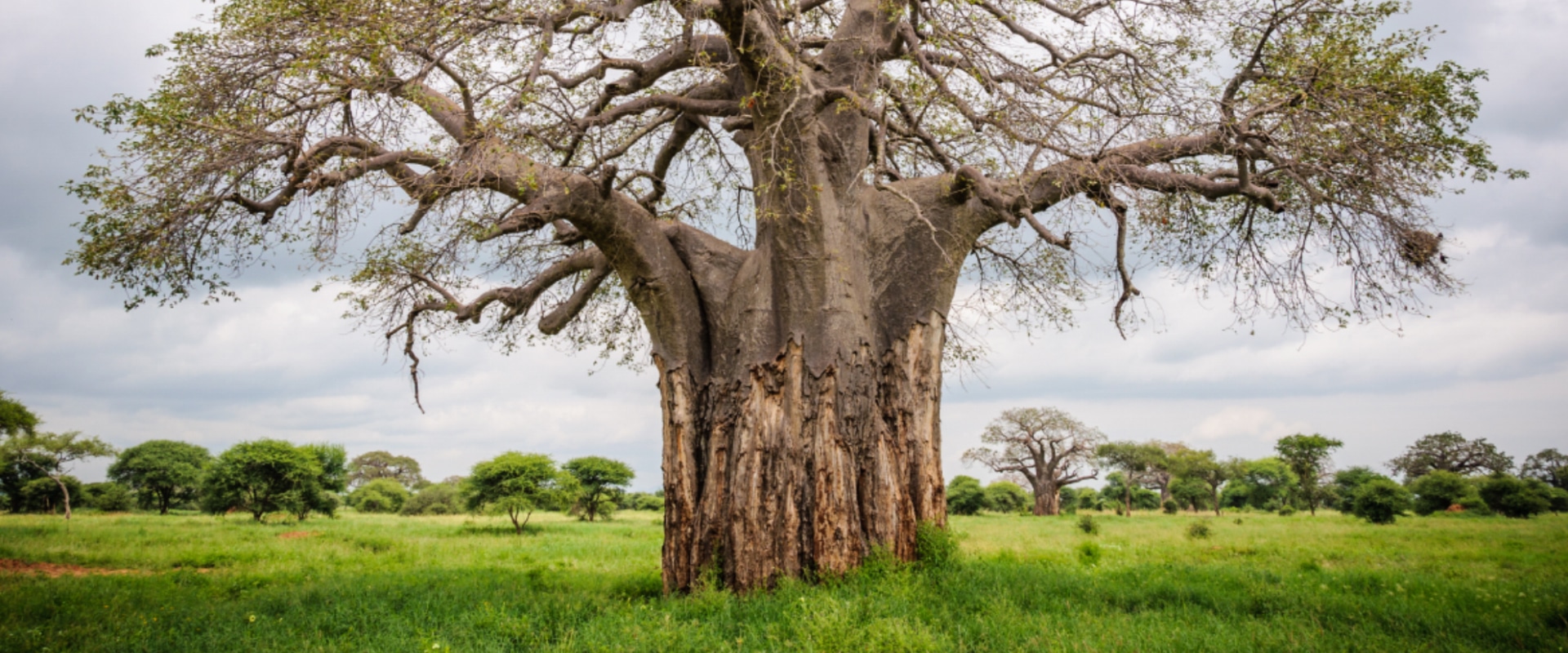 Fotografe paisagens cênicas com magníficas árvores baobás