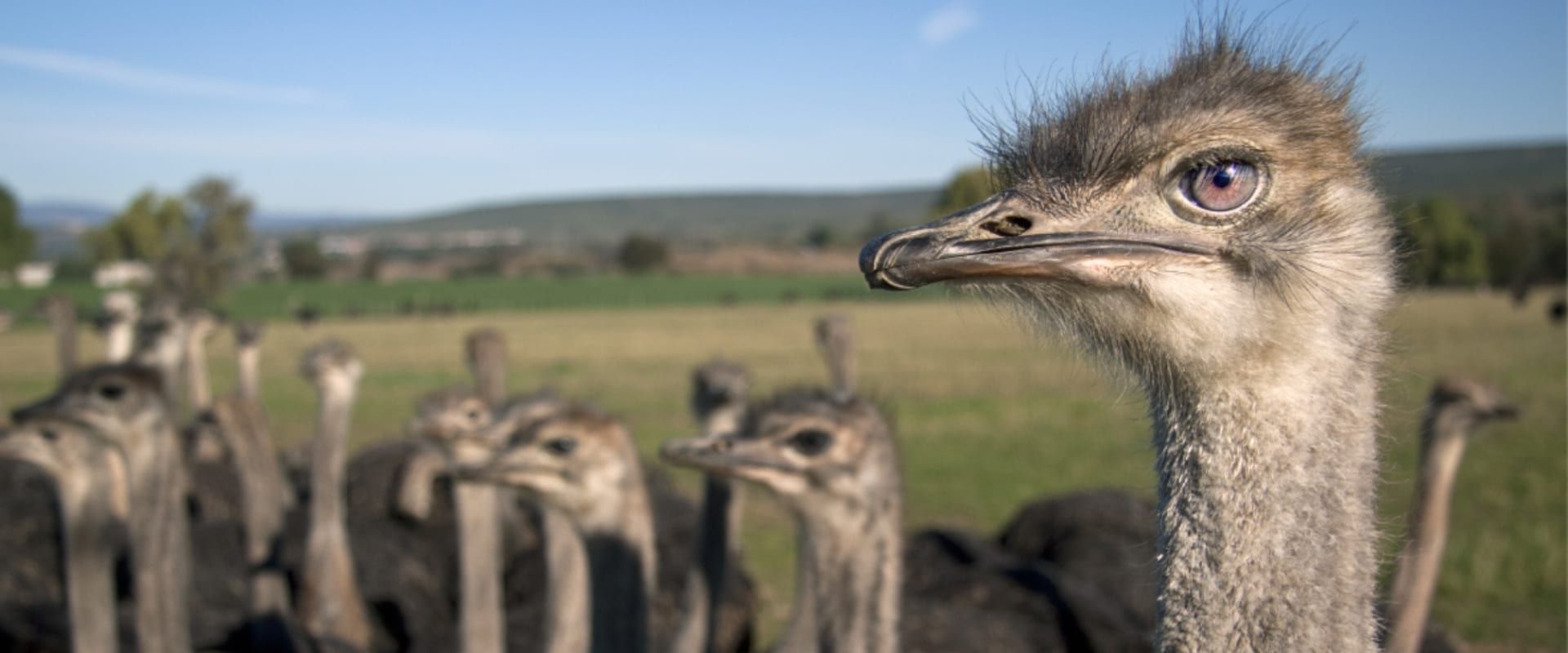 Visite uma fazenda de avestruz para ter uma visão fascinante sobre o maior pássaro do mundo