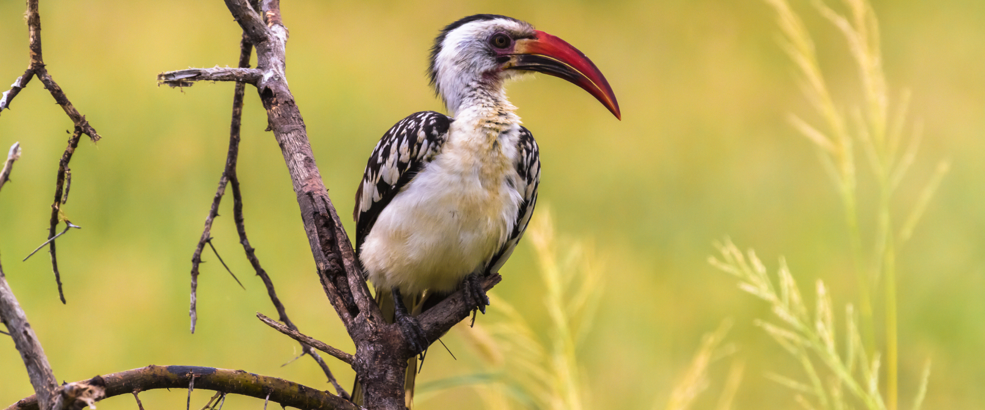 Delicie-se com este maravilhoso destino de observação de aves