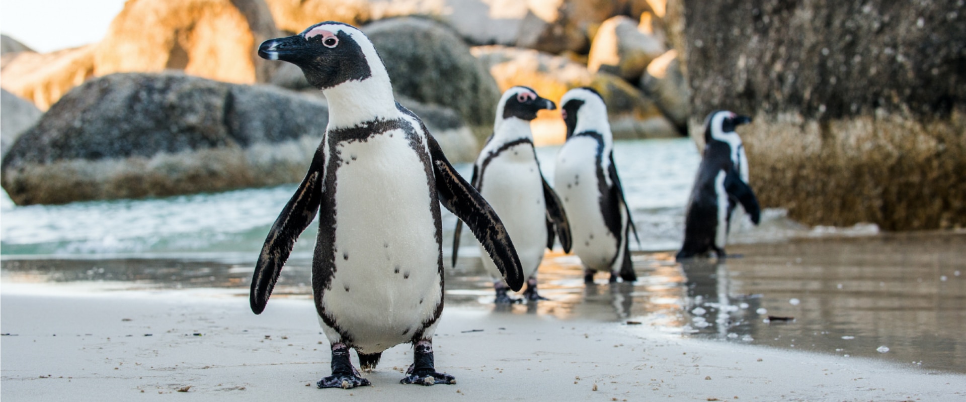 Delicie-se com a natureza peculiar da colônia de pinguins africanos