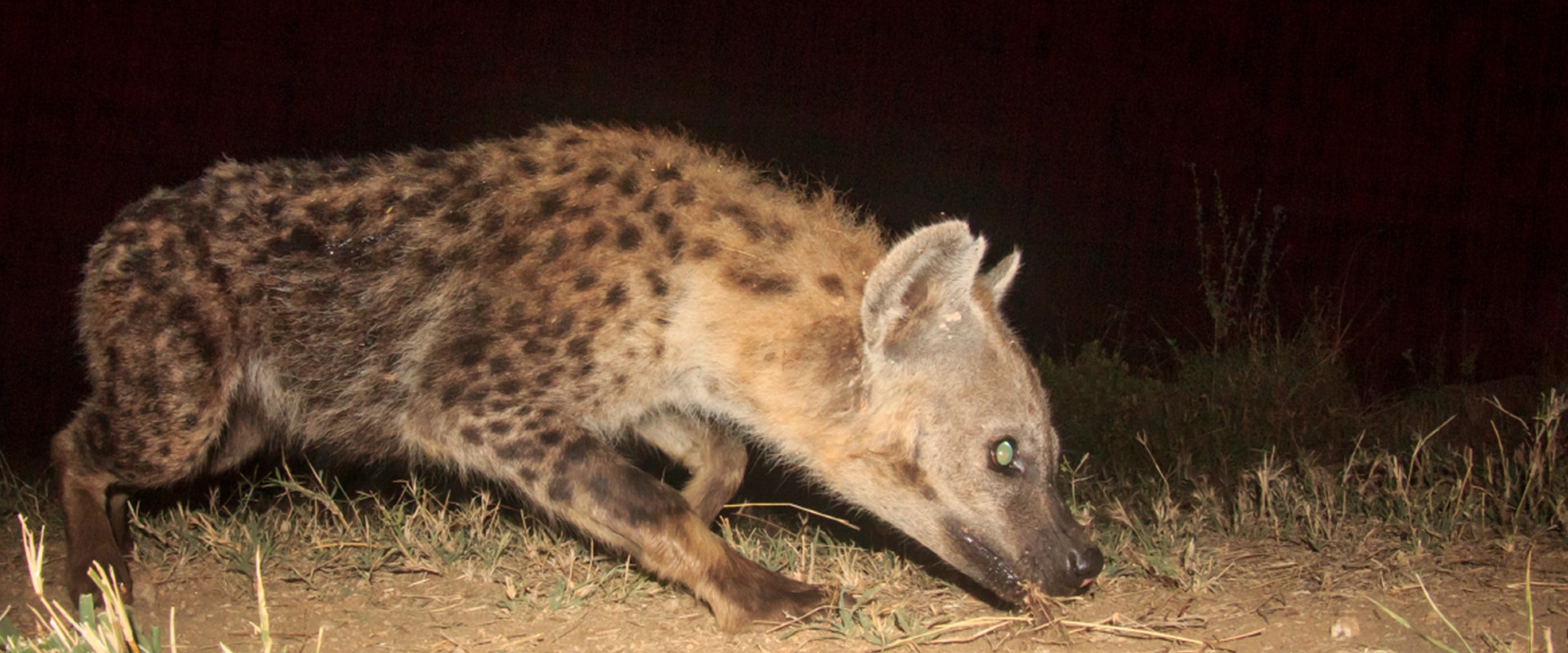 Visite um esconderijo noturno para detectar hienas marrons