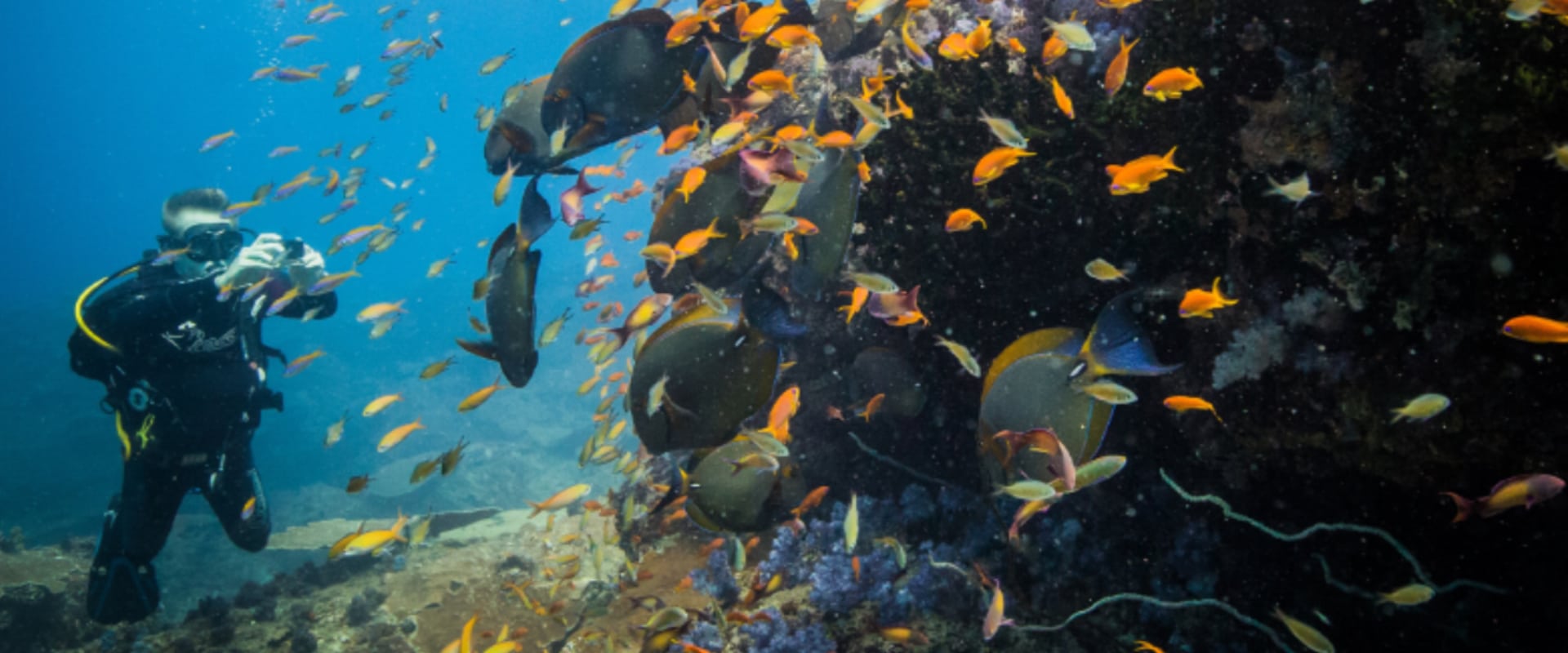 Mergulhe ou mergulhe com snorkel nos recifes em um Parque Nacional Marinho intocado