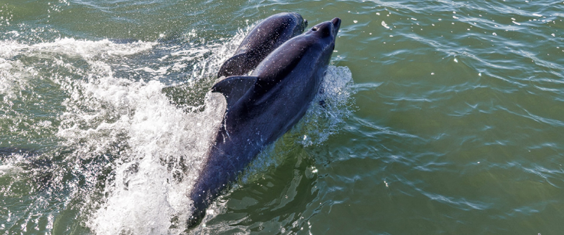 Deslize ao lado dos golfinhos em um cruzeiro