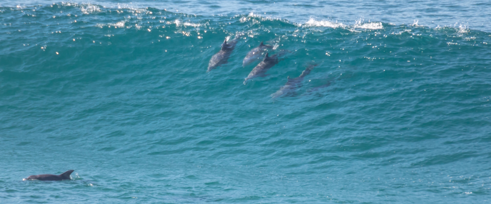 Aluga um iate privado para ver os golfinhos nadando