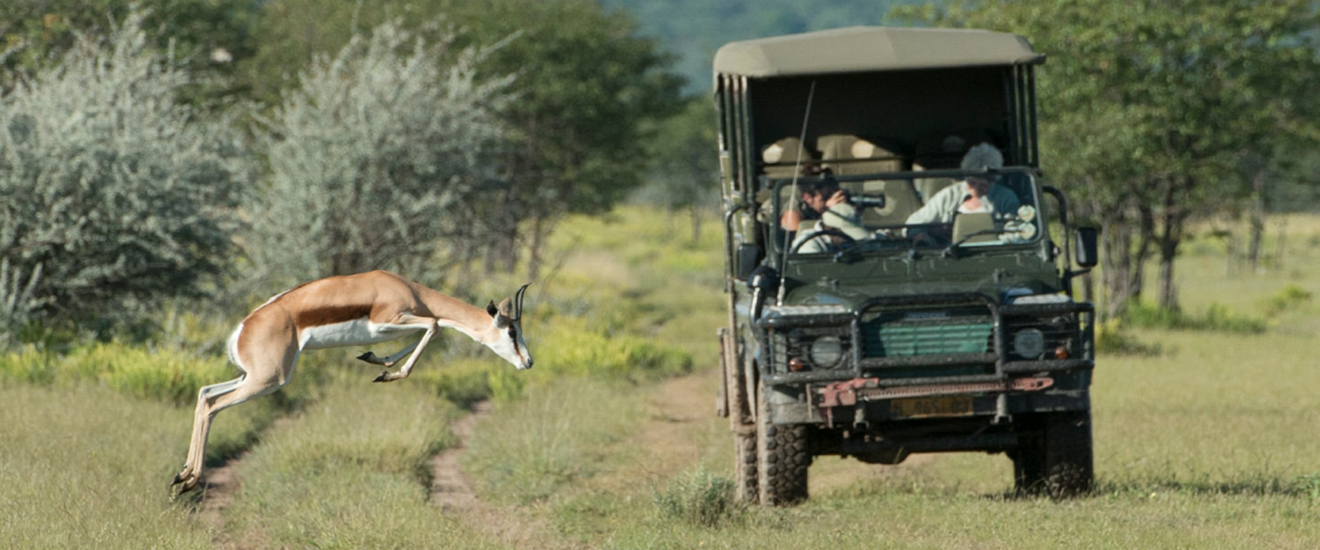 Veja o jogo no início da manhã no Parque Nacional Etosha