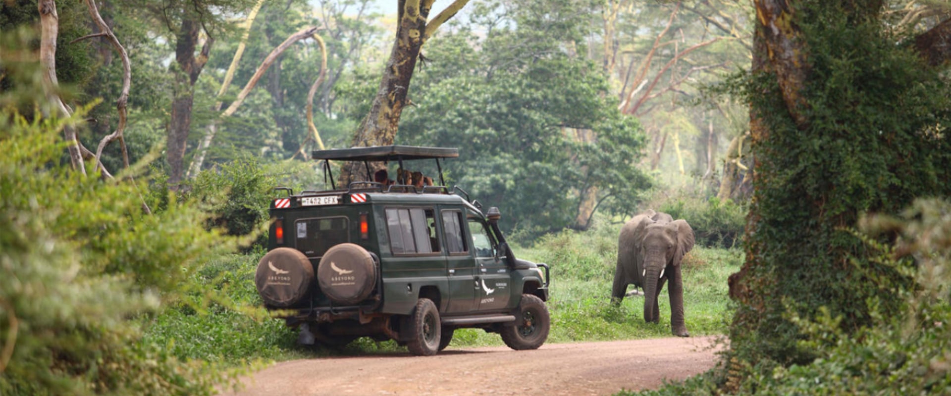 Mais macacos fofos o Safari esta tomando conta do pedaço a…