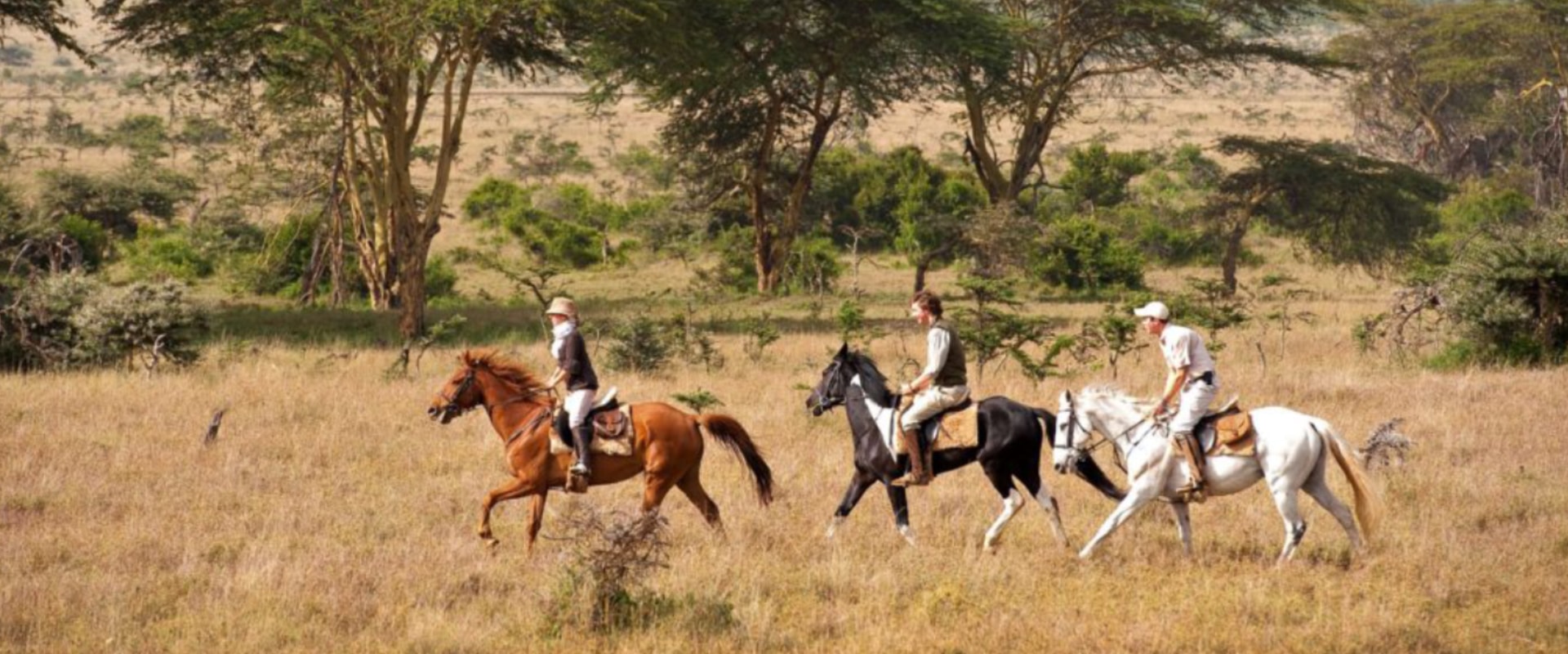 Experimente a emoção única de um safari de equitação