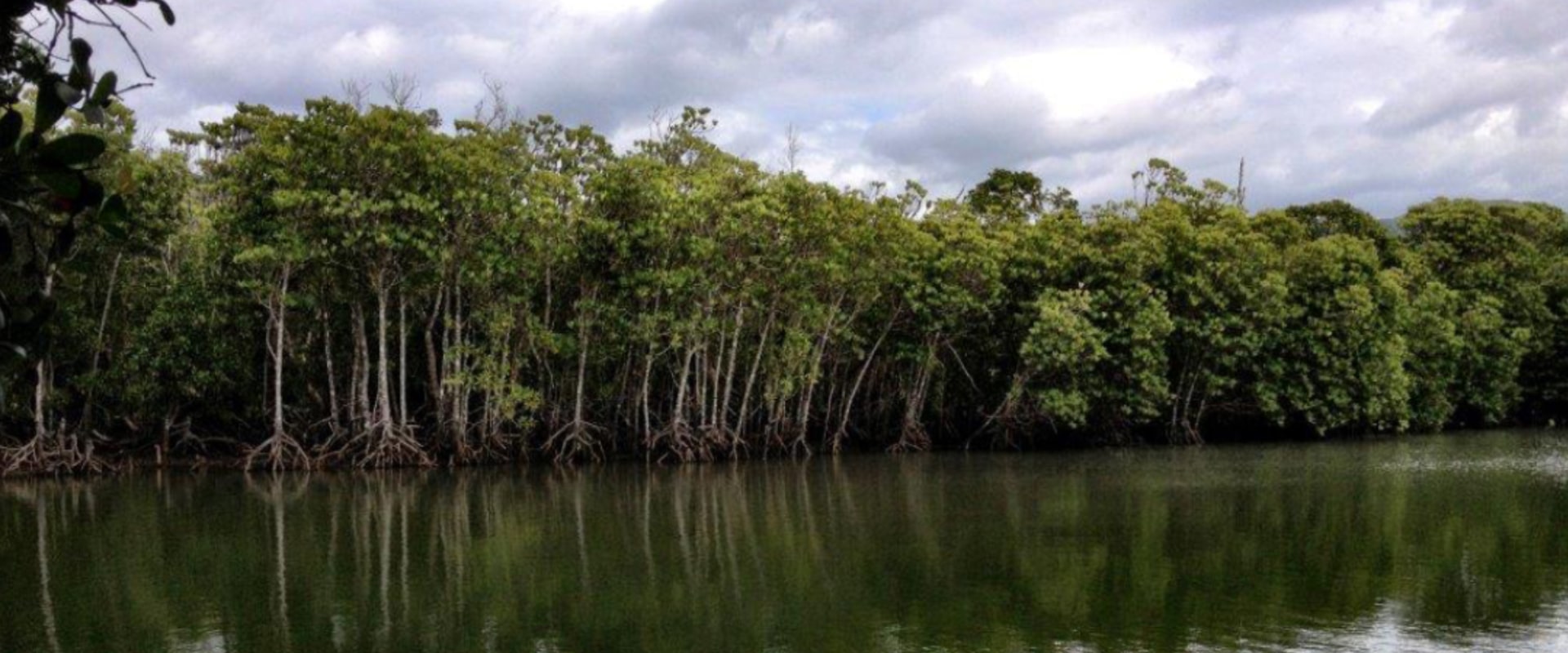 Caminhada até o Mngazana Mangrove