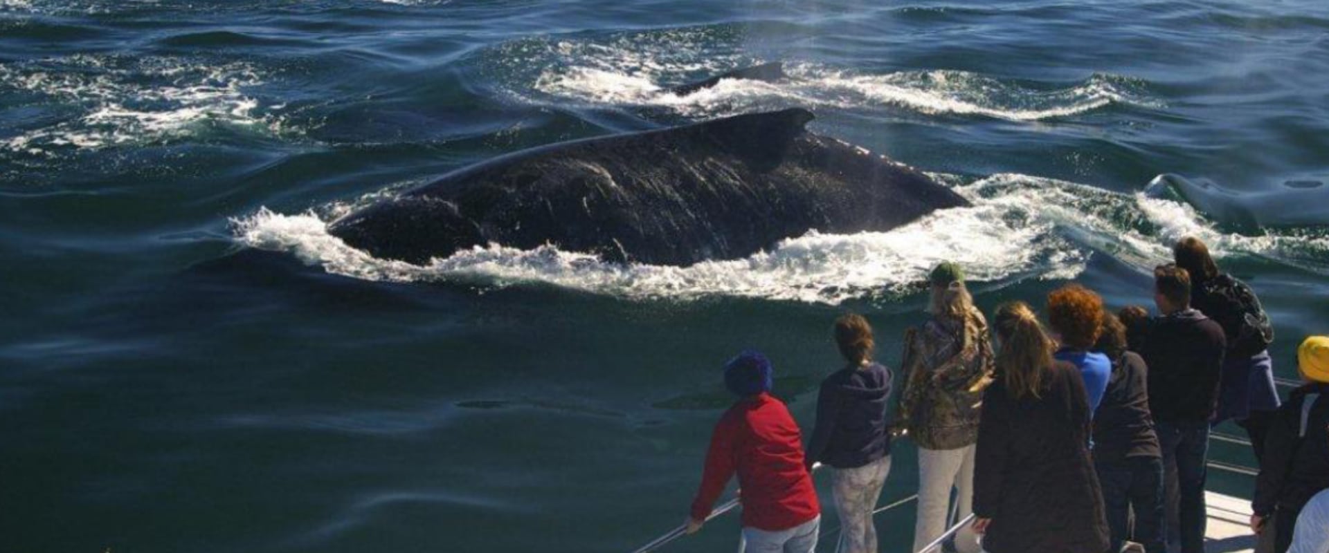 Veja a vida marinha em um safari oceânico