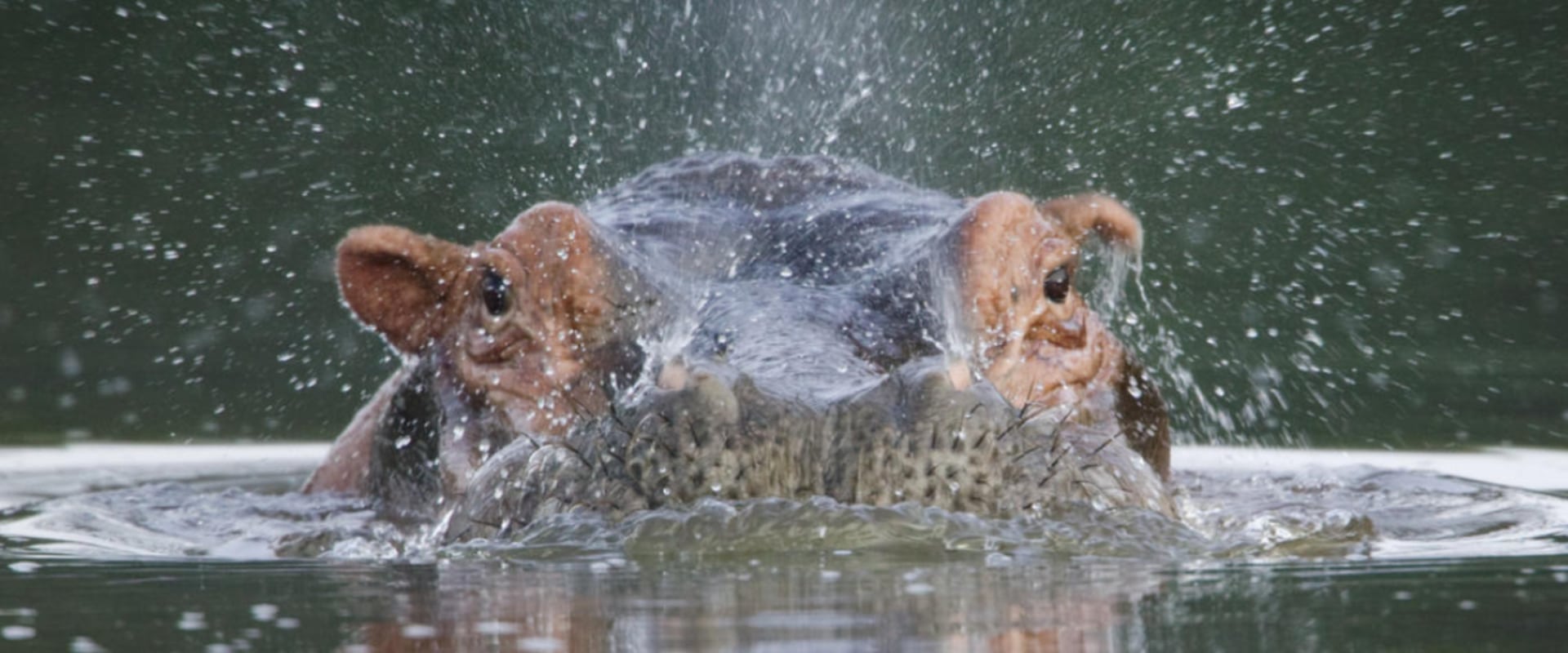 Safaris fotográficos no mágico rio Zambezi