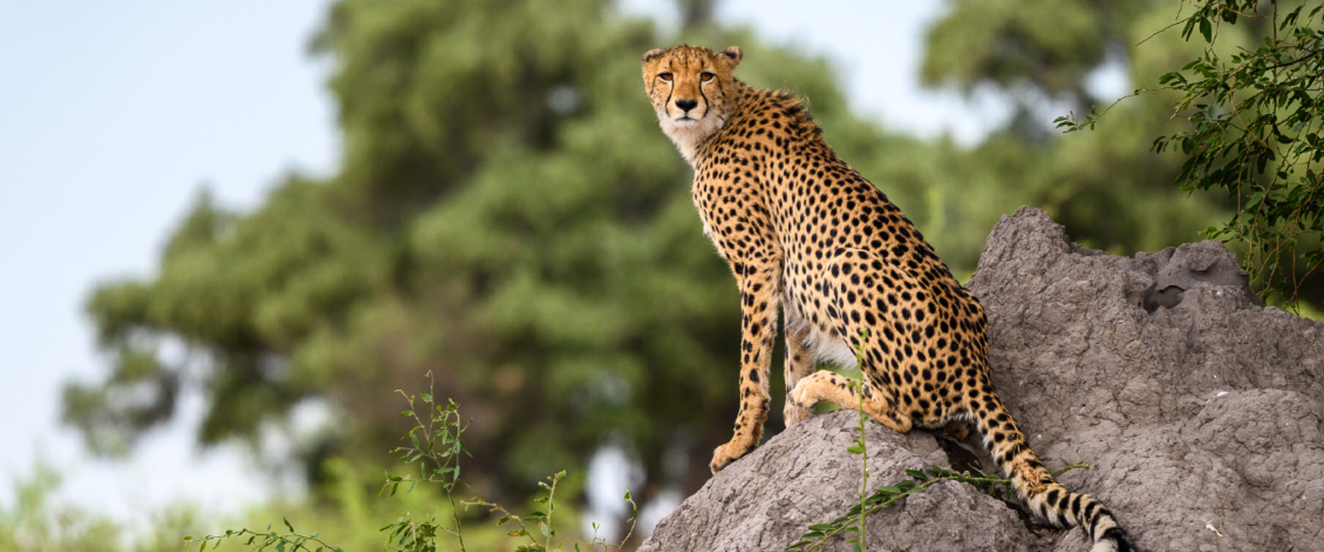 De uma pele elevada, obtenha excelentes vistas à medida que os animais vêm beber