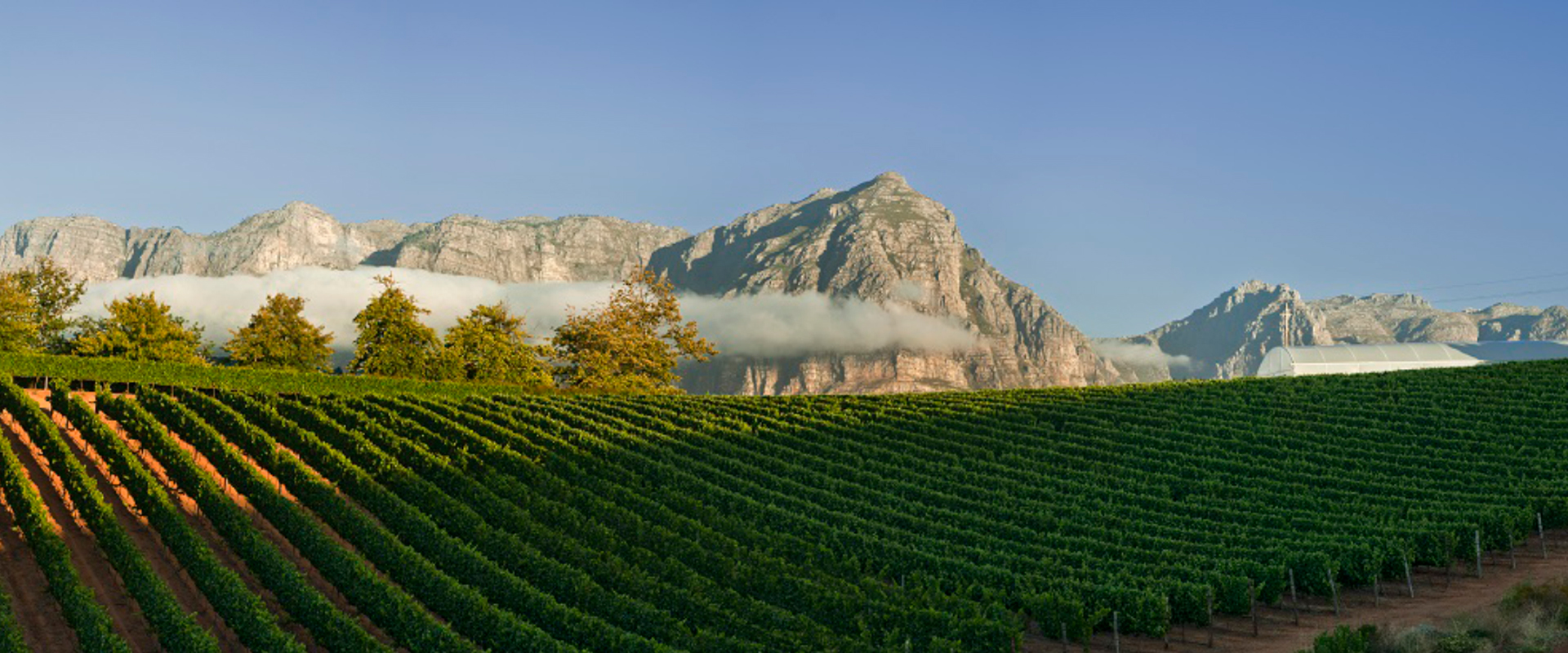 Saboreie vinhos e seja motorista conduzido ao redor do Cape Winelands