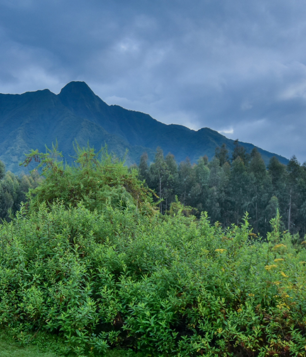 Sabyinyo Silverback Lodge 6