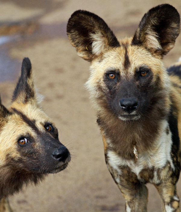 Conheça os cães selvagens do Zimbábue 5