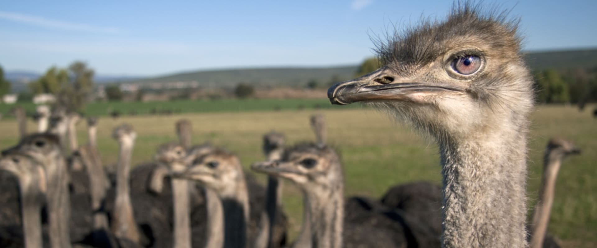 Visite a fazenda de avestruz em Noordhoek