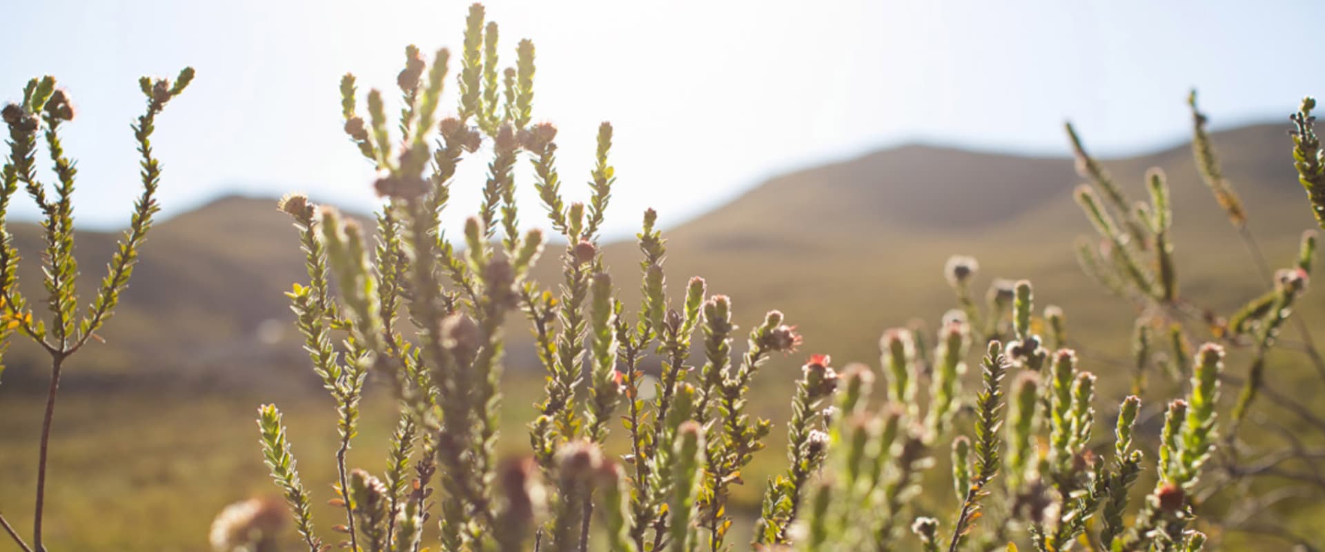 Passear pelos fynbos