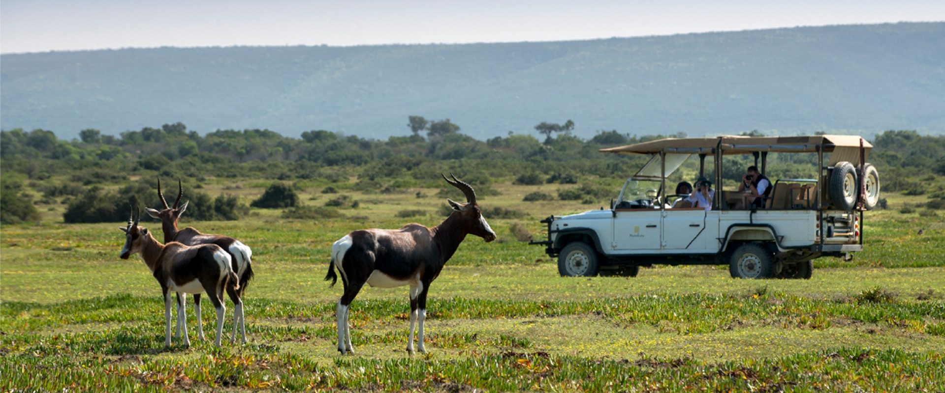 Explore os delicados fynbos e todos os seus habitantes em um safari privado 4×4