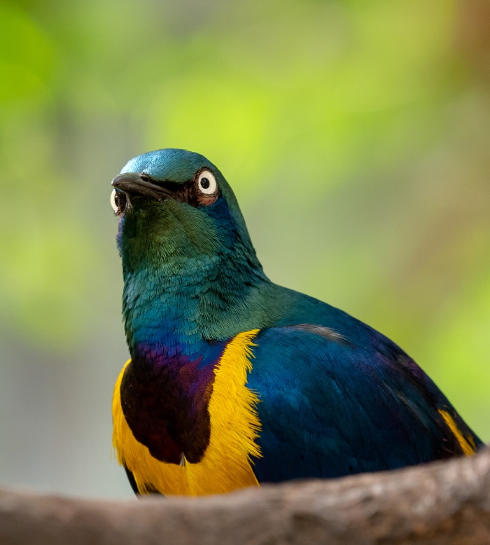 Excursão de observação de aves de Arusha 2