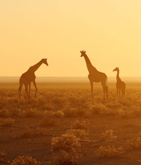 Parque Nacional Etosha 9