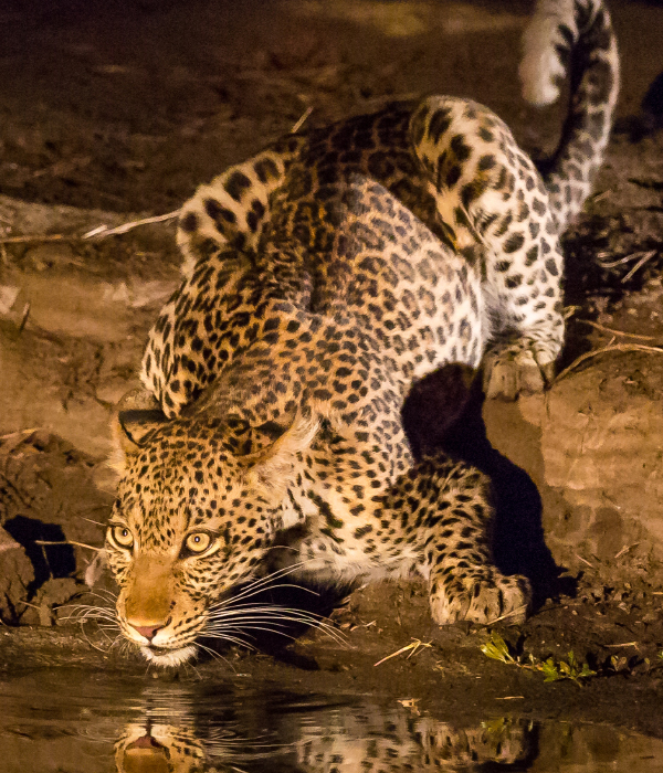 Luangwa Safari Casa 3