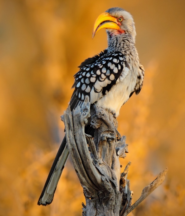 Parque Nacional de Hwange 3