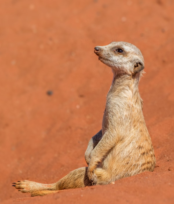 Deserto de Kalahari (Namíbia) 5