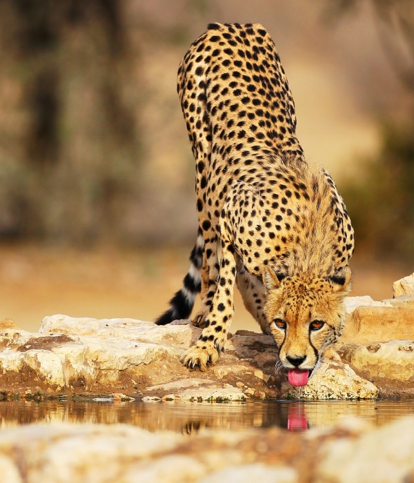 Deserto de Kalahari (África do Sul) 2