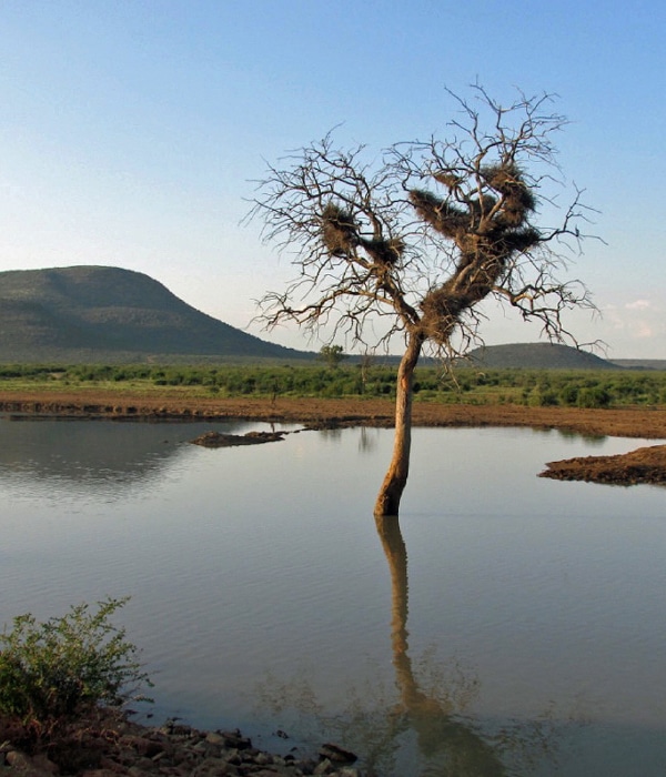 Reserva de caça Madikwe 2