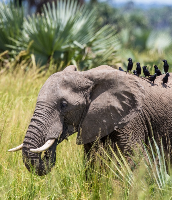 Parque Nacional Murchison Falls 5