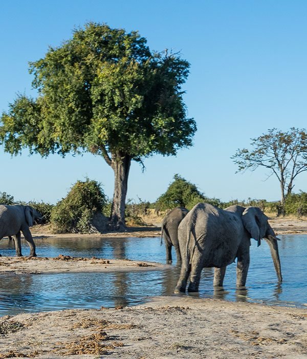 elephants at a watering hole in botswana