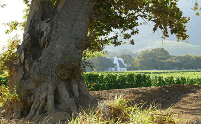 The Best of the Cape Winelands 2