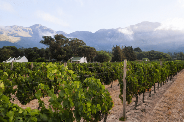 The Best of the Cape Winelands 9